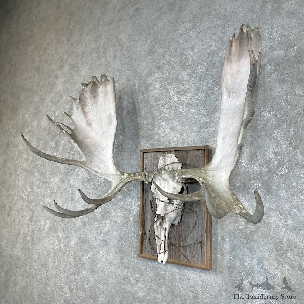 Moose Skull European Mount For Sale #25915 @ The Taxidermy Store