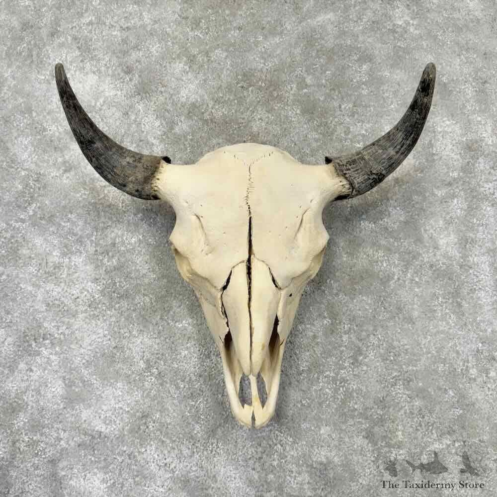 American Buffalo Bison Skull Mount For Sale #30437 @ The Taxidermy Store