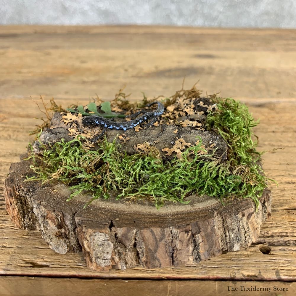 Blue Spotted Salamander Taxidermy Mount For Sale #21577 @ The Taxidermy Store