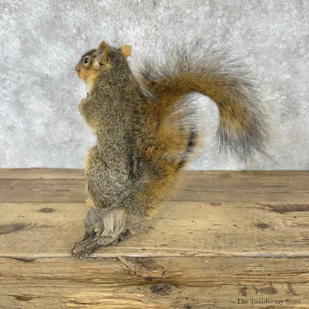 Fox Squirrel Life-Size Mount For Sale #30413 @ The Taxidermy Store
