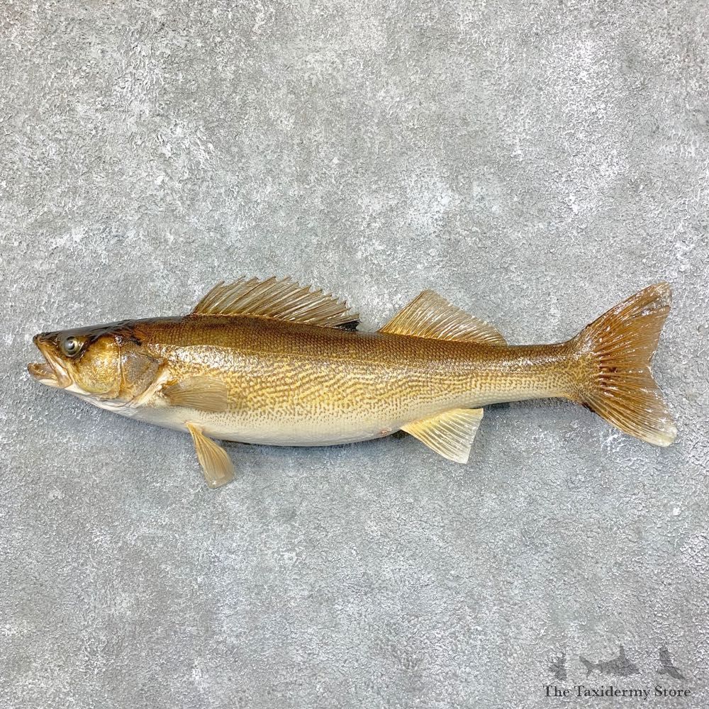 Walleye Taxidermy Mount For Sale #22380 @ The Taxidermy Store