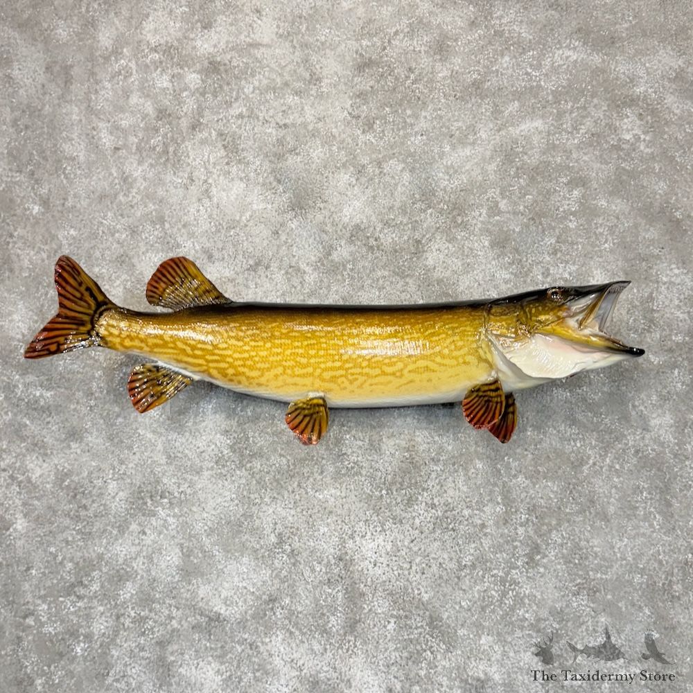 Northern Pike Fish Mount For Sale #30034 @ The Taxidermy Store