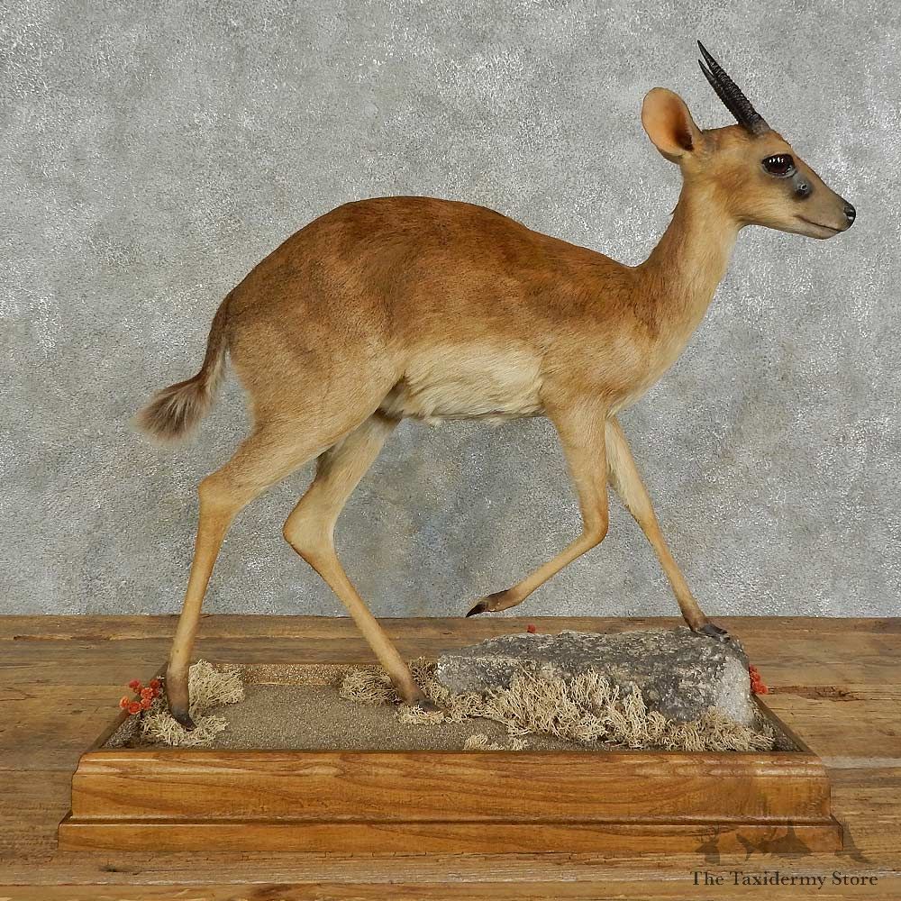 Livingstone Suni Life-Size Mount For Sale #28880 @ The Taxidermy Store
