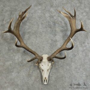 Red Stag Skull & Antler European Mount For Sale #16093 @ The Taxidermy Store
