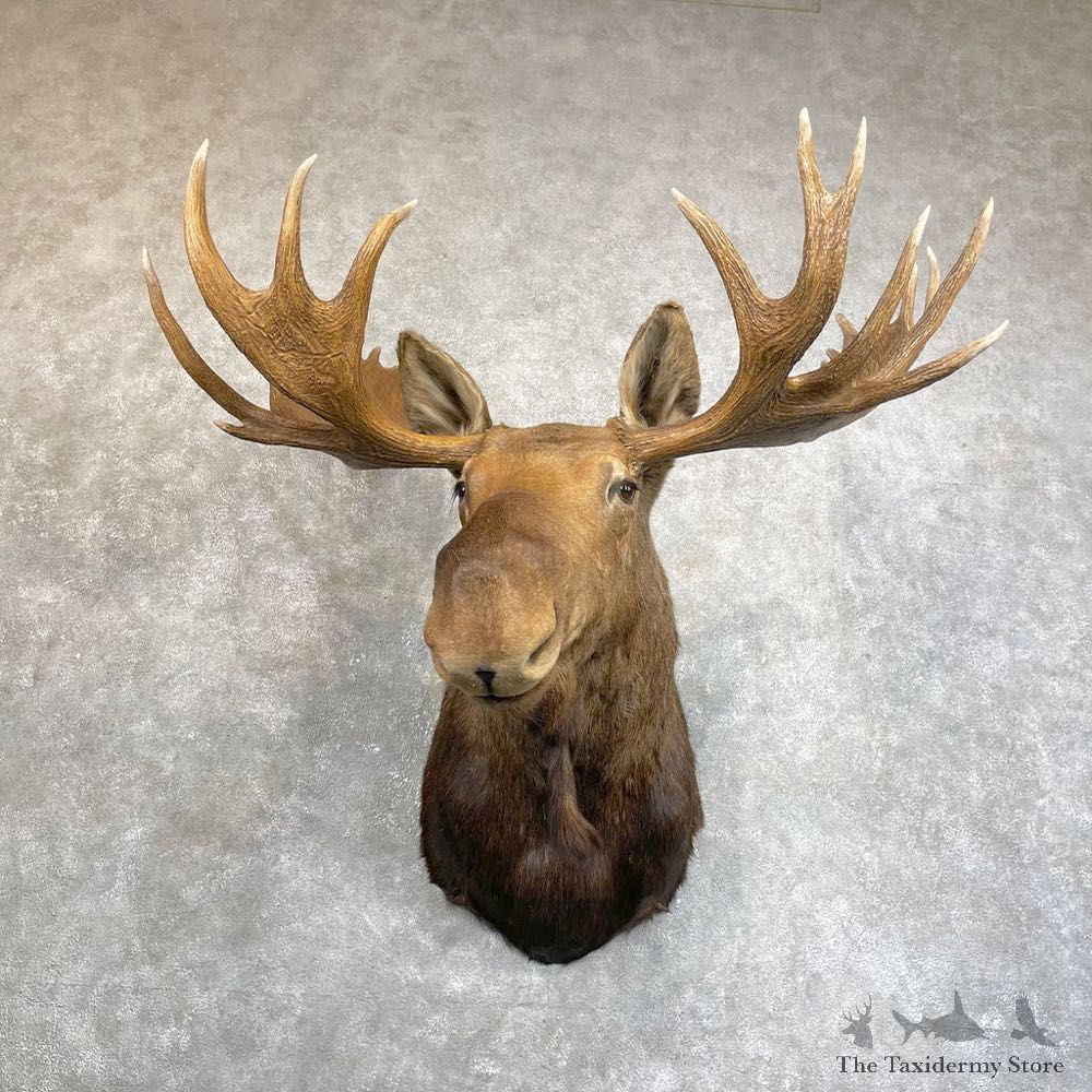 Canadian Moose Shoulder Mount For Sale #24226 @ The Taxidermy Store