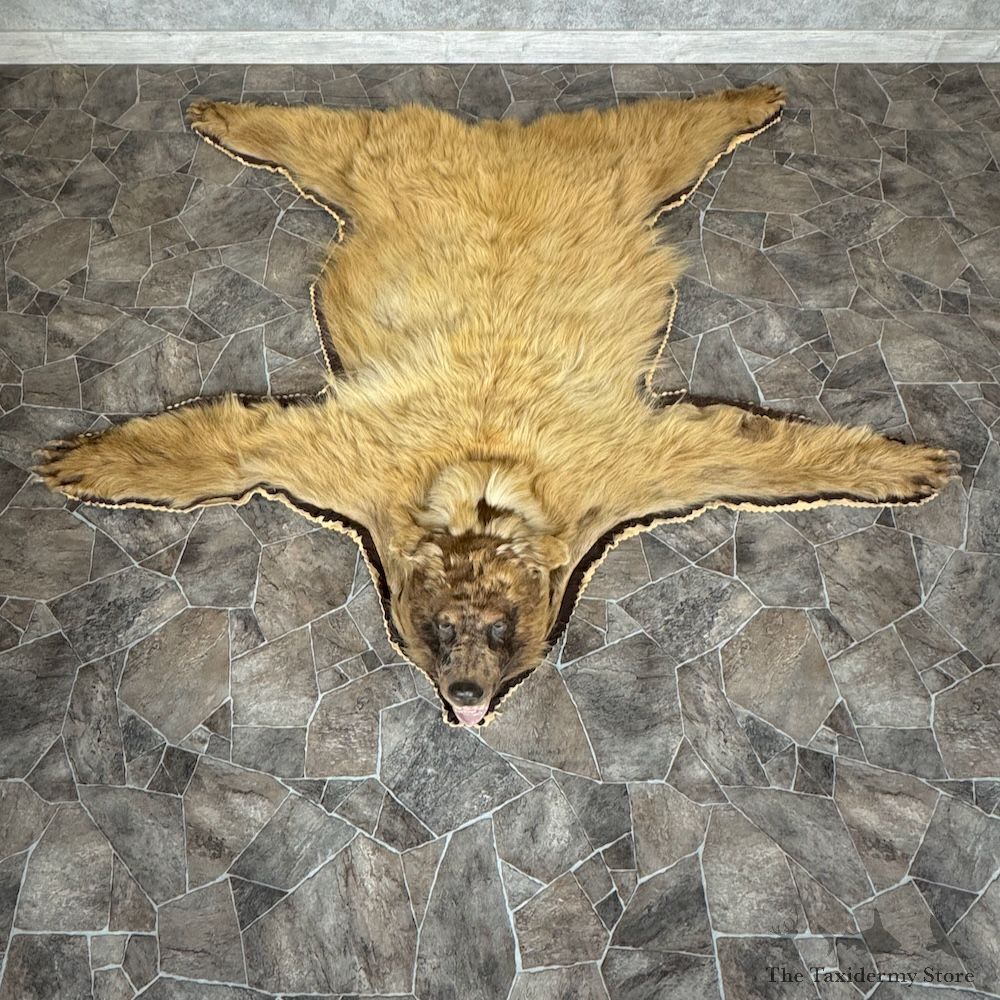 Black Bear Full-Size Rug For Sale #29318 @ The Taxidermy Store