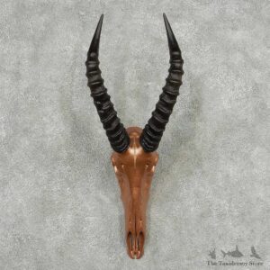 Tsessebe Painted Skull Horns European Mount #13819 For Sale @ The Taxidermy Store