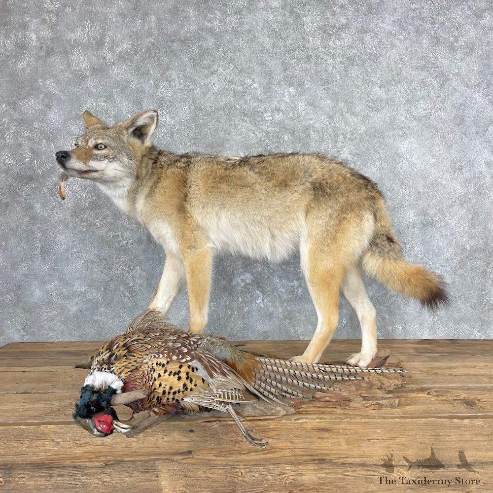 Coyote With Ringneck Pheasant Life-Size Mount For Sale #26883 @ The Taxidermy Store