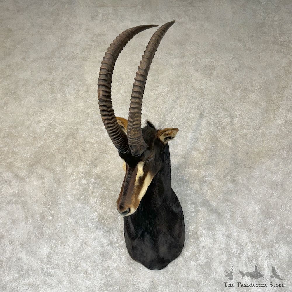 African Sable Shoulder Mount For Sale #29359 @ The Taxidermy Store