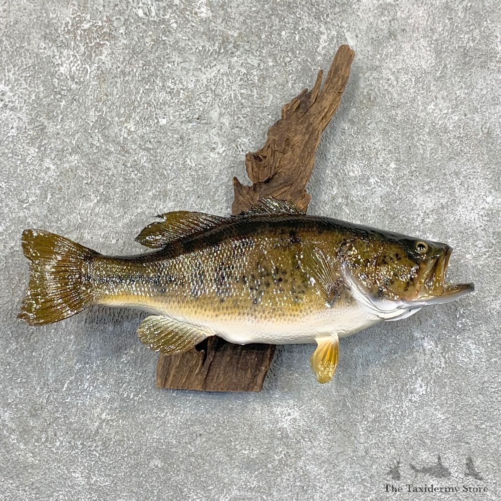 Largemouth Bass Fish Mount For Sale #23642 @ The Taxidermy Store