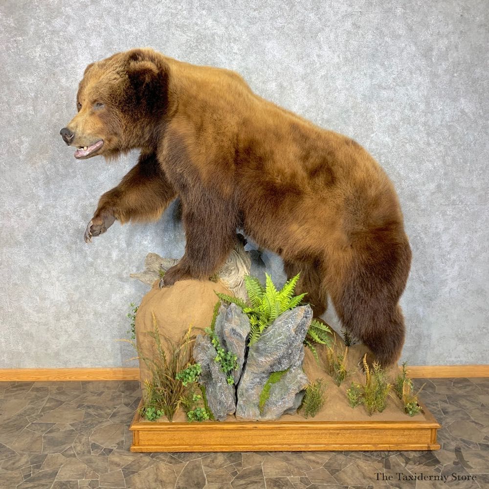 Alaskan Brown Bear Life-Size Mount For Sale #23315 @ The Taxidermy Store