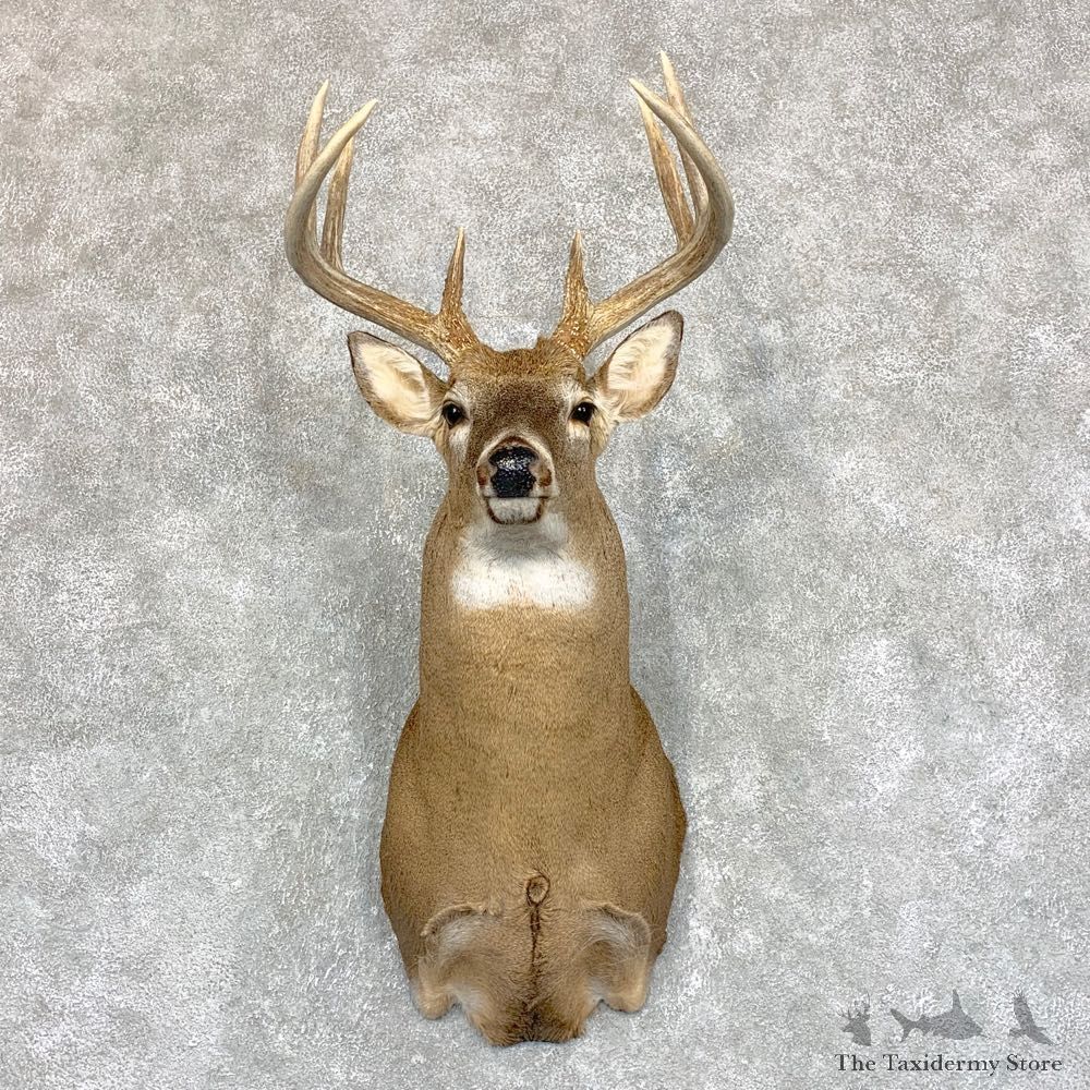 Whitetail Deer Shoulder Mount #21745 For Sale - The Taxidermy Store