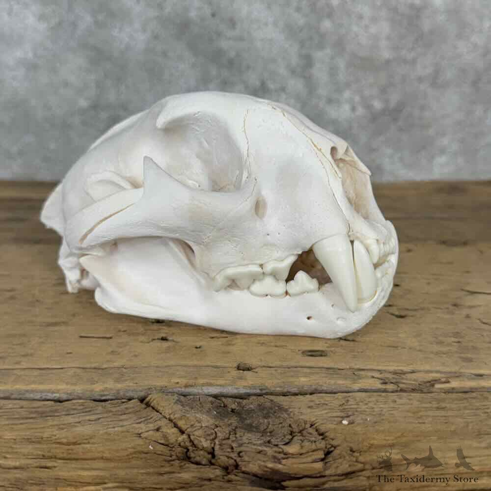 Mountain Lion Cougar Full Skull For Sale #32138 @ The Taxidermy Store
