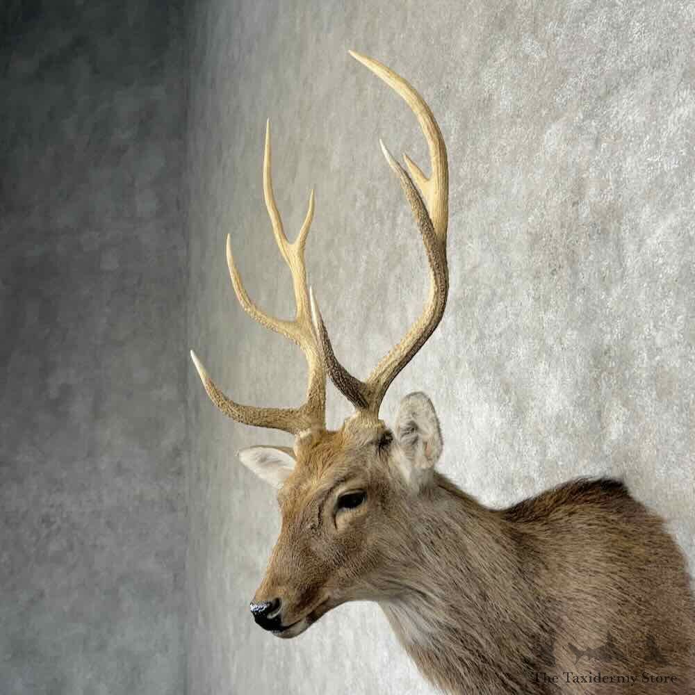 Japanese Sika Deer Shoulder Mount For Sale #31344 @ The Taxidermy Store