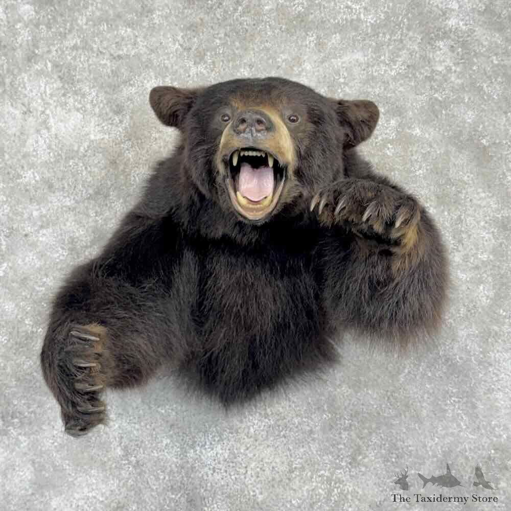 Black Bear Half Life Size Mount For Sale #31761 @ The Taxidermy Store