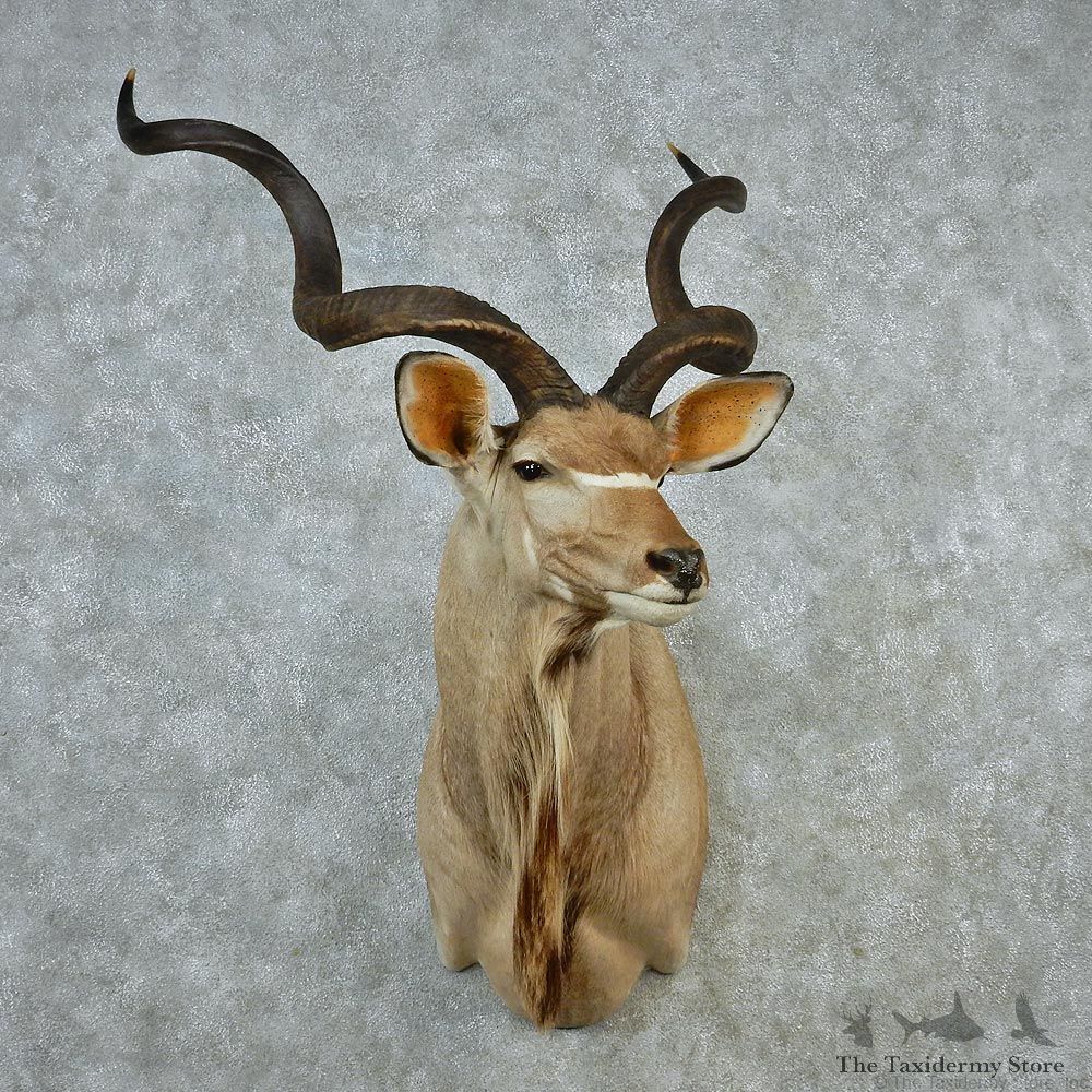 African Greater Kudu Taxidermy Shoulder Mount #12665 For Sale @ The Taxidermy Store