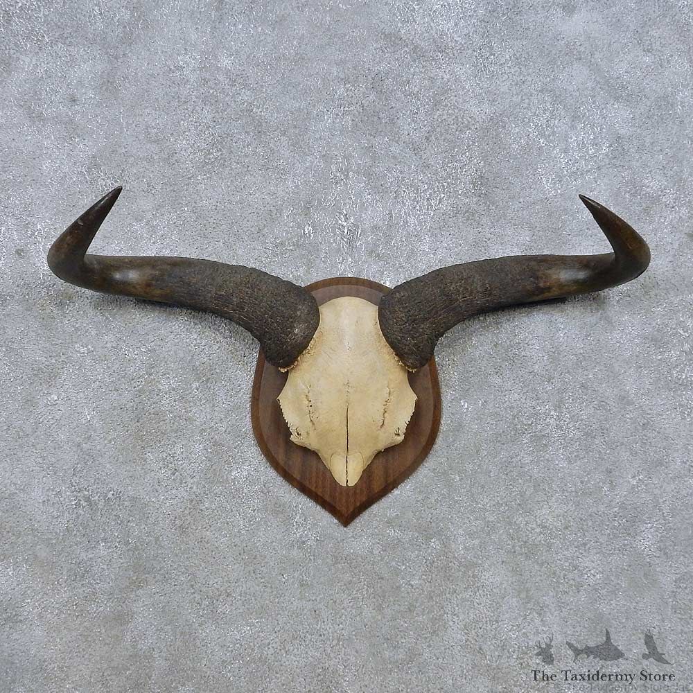 Blue Wildebeest Skull European Mount For Sale #14927 @ The Taxidermy Store
