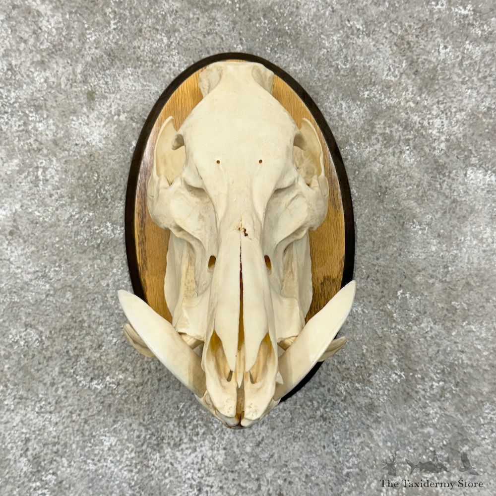 Russian Boar Full Skull Mount For Sale #29595 @ The Taxidermy Store