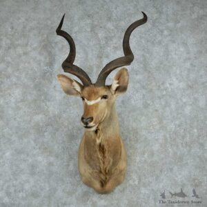 African Greater Kudu Shoulder Mount #13603 For Sale @ The Taxidermy Store