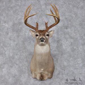 Whitetail Deer Shoulder Taxidermy Head Mount #12493 For Sale @ The Taxidermy Store