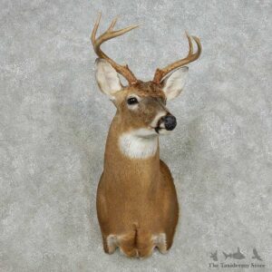 Whitetail Deer Taxidermy Shoulder Mount For Sale #14132 @ The Taxidermy Store