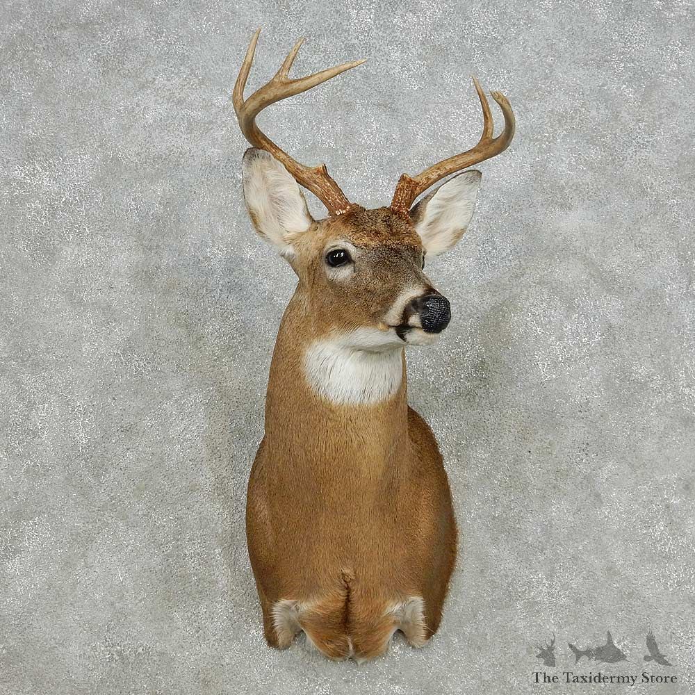 Whitetail Deer Taxidermy Shoulder Mount For Sale #14132 @ The Taxidermy Store