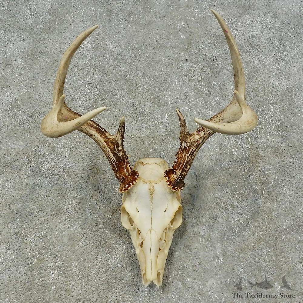 Whitetail Deer Skull European Mount For Sale #16251 @ The Taxidermy Store