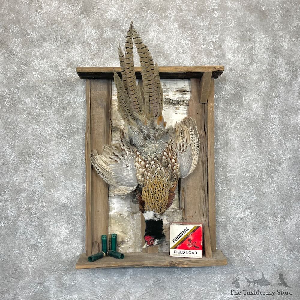 Ringneck Pheasant Bird Display For Sale #28256 @ The Taxidermy Store