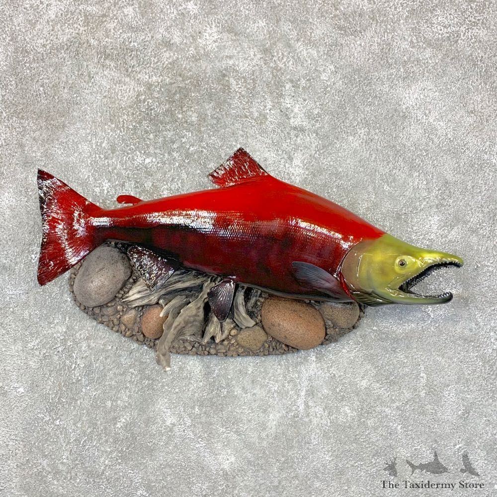 Sockeye Salmon Taxidermy Fish Mount For Sale #24027 @ The Taxidermy Store