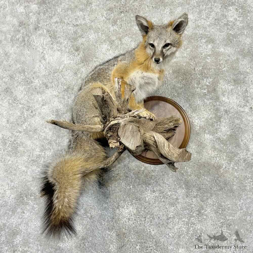 Grey Fox Life-Size Mount For Sale #31644 @ The Taxidermy Store