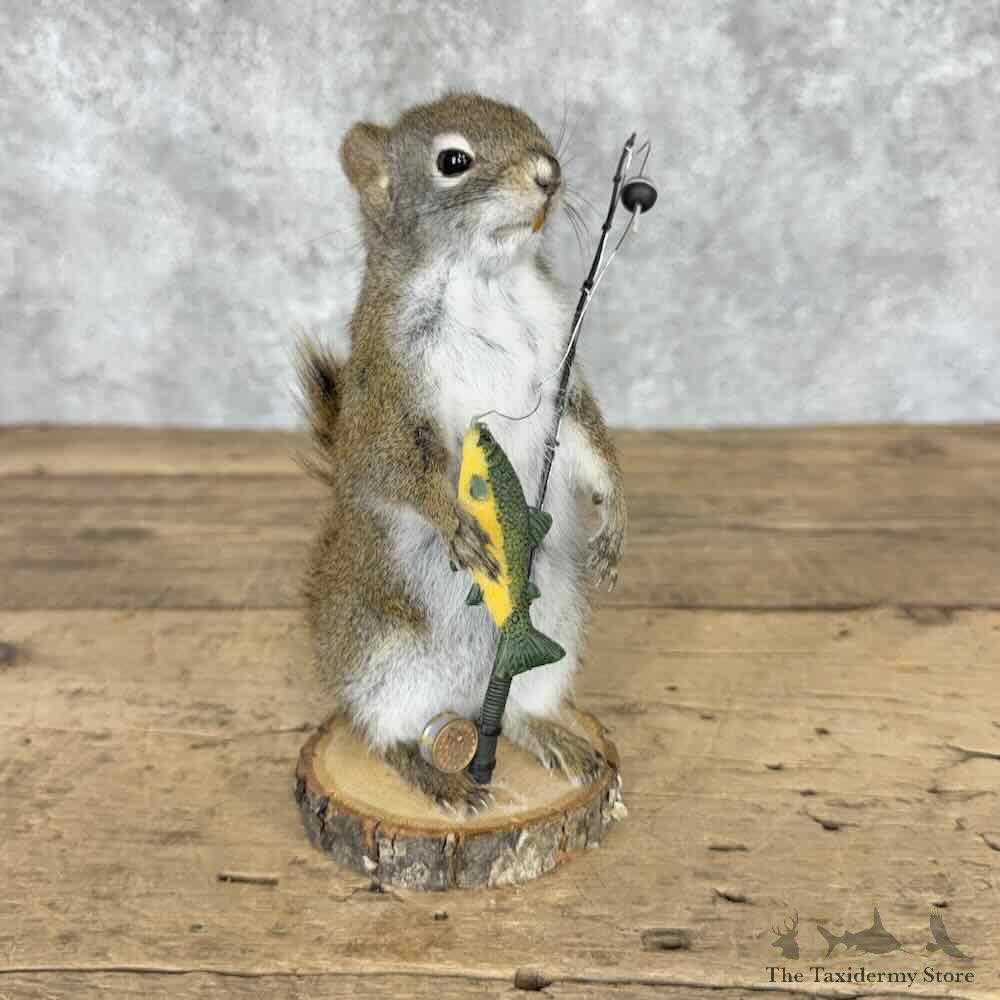 Fishing Red Pine Squirrel Novelty Mount For Sale #32263 @ The Taxidermy Store