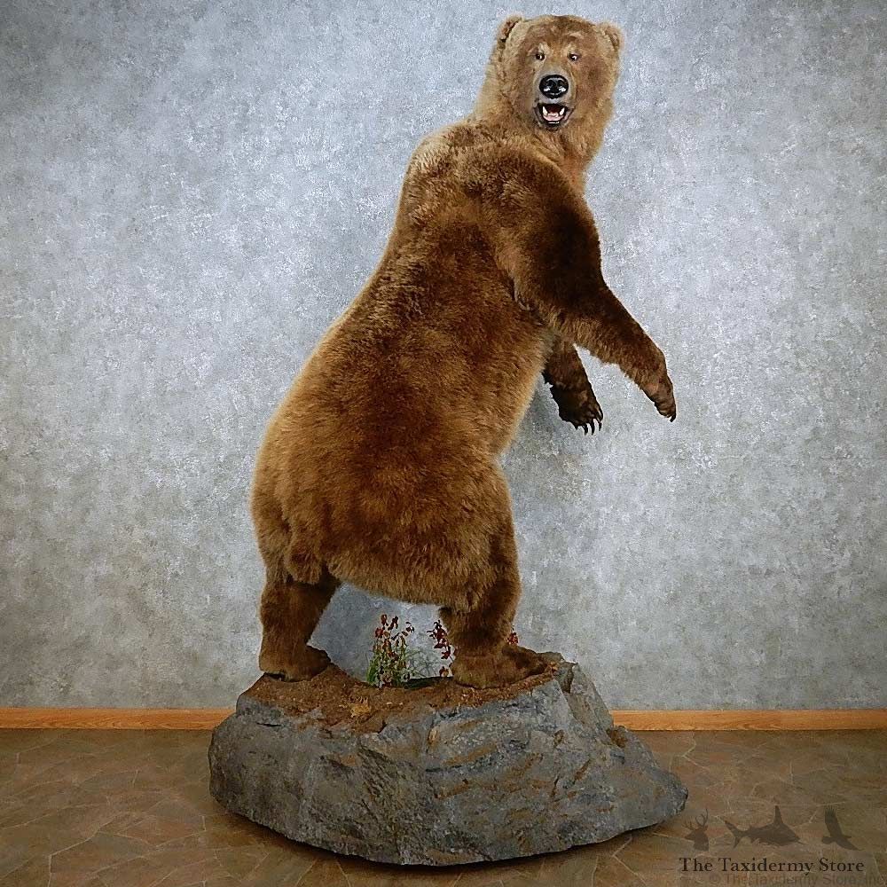 Brown Bear Life-Size Mount For Sale #15114 @ The Taxidermy Store