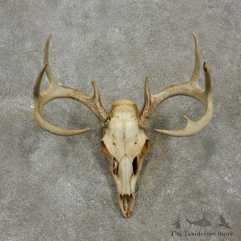 Whitetail Deer Skull European Mount For Sale #17555 @ The Taxidermy Store