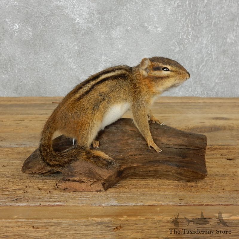Chipmunk Life-Size Mount For Sale #18187 @ The Taxidermy Store