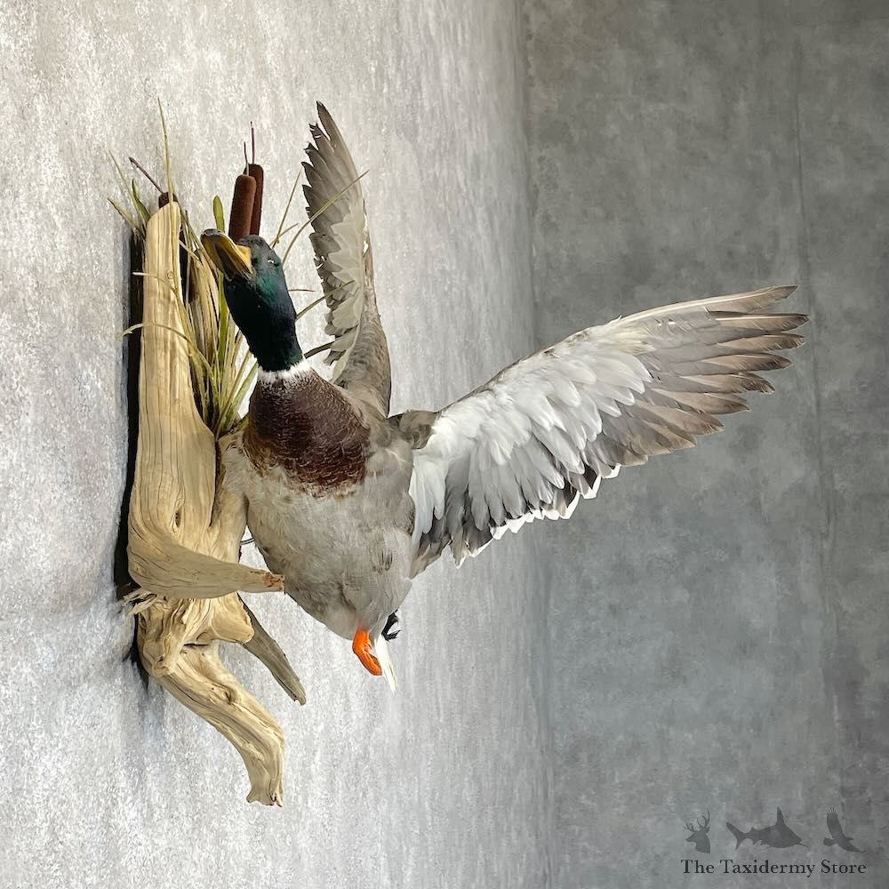 Mallard Duck Drake Mount For Sale #28199 @ The Taxidermy Store