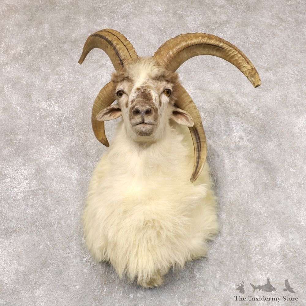 Jacob’s Four Horn Taxidermy Mount For Sale #22522 @ The Taxidermy Store