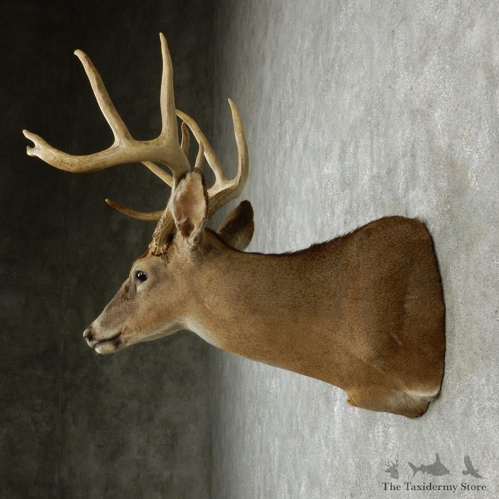Whitetail Deer Taxidermy Shoulder Mount #13164 For Sale @ The Taxidermy Store