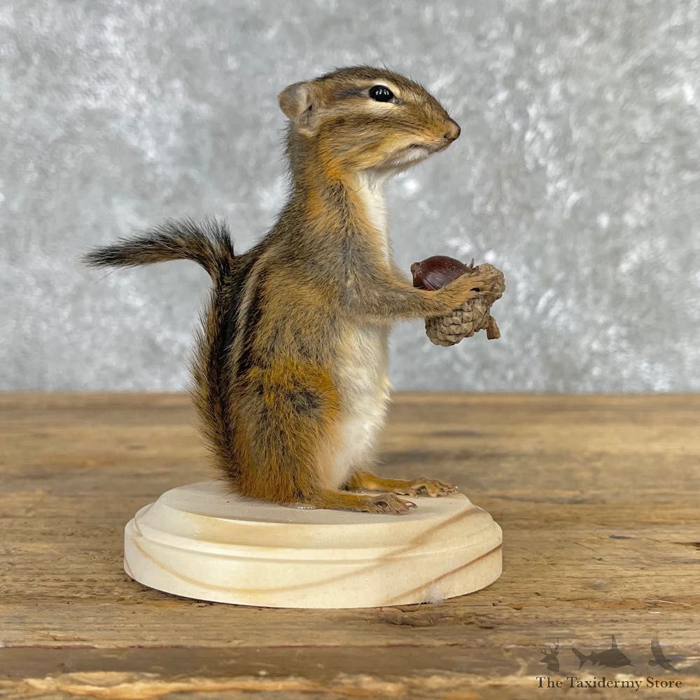 Chipmunk Life-Size Mount For Sale #24083 @ The Taxidermy Store