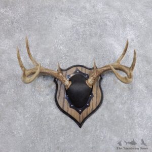 Whitetail Deer Antler Plaque Mount For Sale #18719 @ The Taxidermy Store