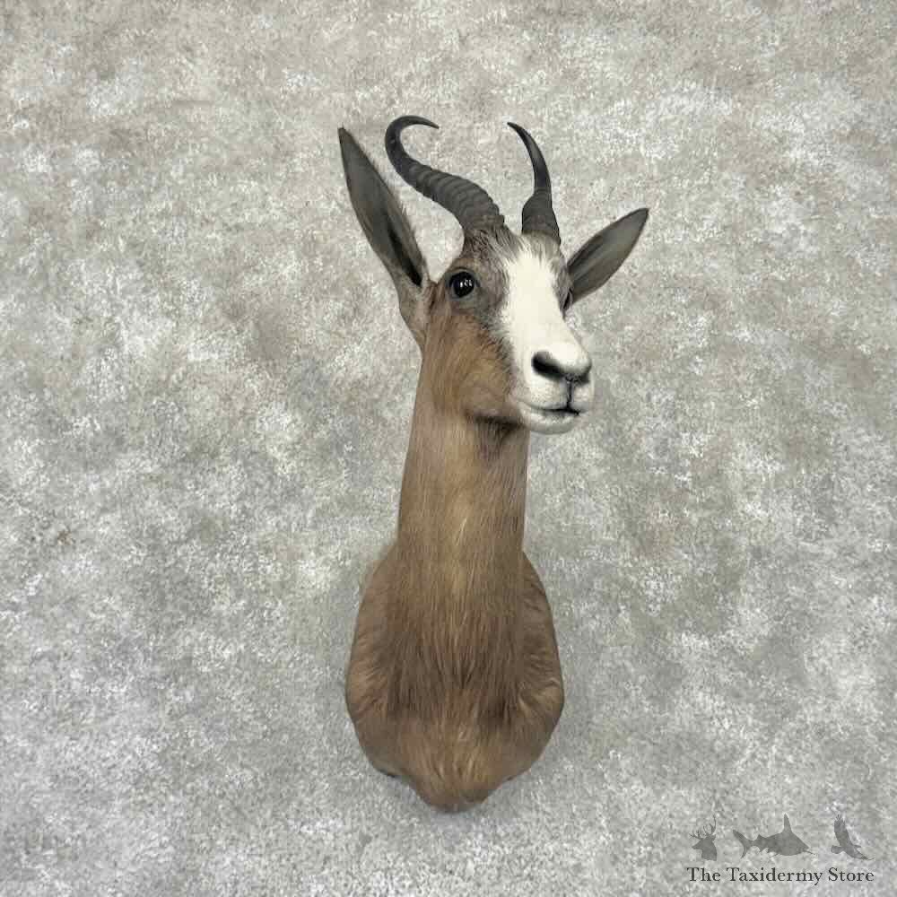 Black Springbok Shoulder Mount For Sale #32312 @ The Taxidermy Store