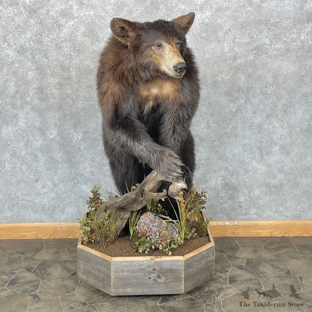 Cinnamon Phase Black Bear Life-Size Mount For Sale #28333 @ The Taxidermy Store
