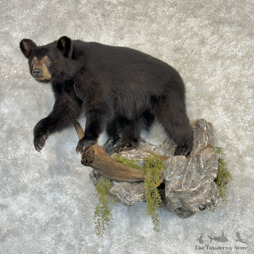 Black Bear Cub Life-Size Mount For Sale #29746 @ The Taxidermy Store
