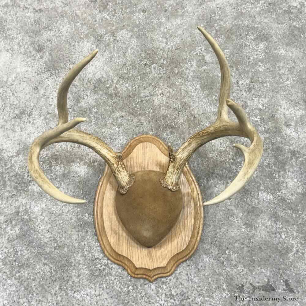 Whitetail Deer Antler Plaque Mount For Sale #30638 @ The Taxidermy Store