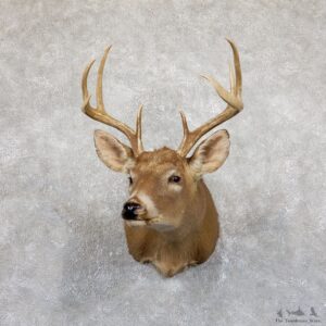Whitetail Deer Shoulder Mount For Sale #19533 @ The Taxidermy Store