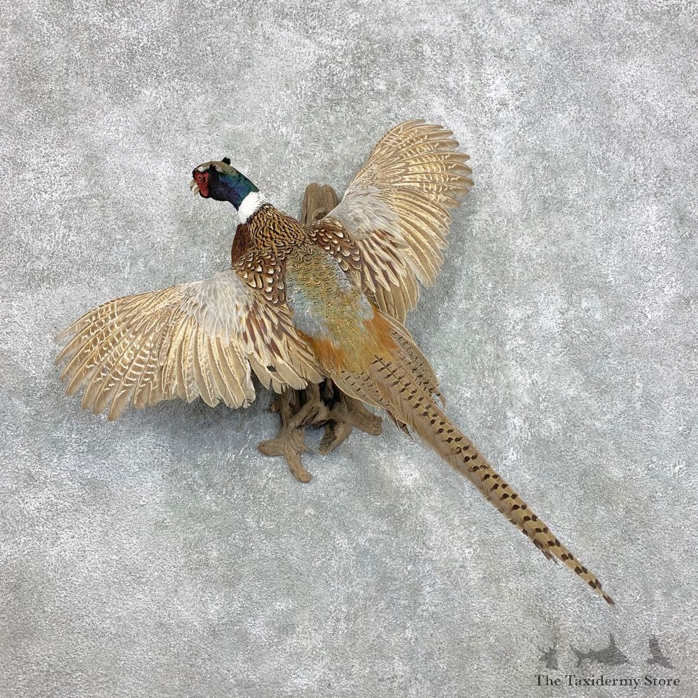 Ringneck Pheasant Bird Mount For Sale #22292 @ The Taxidermy Store
