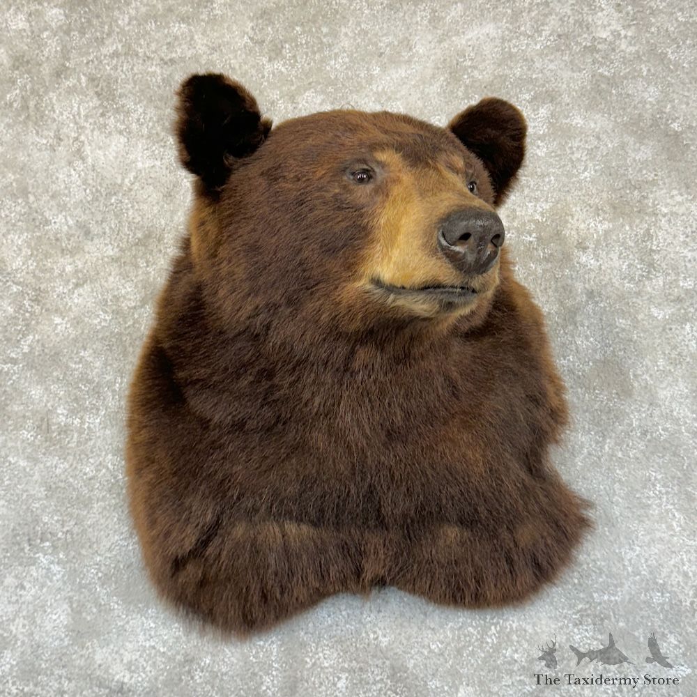 Cinnamon Phase Black Bear Shoulder Mount For Sale #29210 @ The Taxidermy Store
