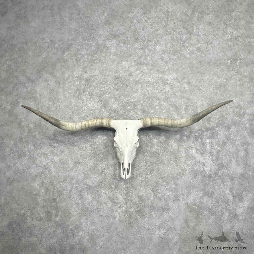Longhorn Steer Skull European Mount For Sale #32198 @ The Taxidermy Store