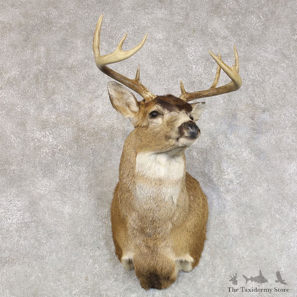 Sitka Blacktail Deer Shoulder Mount For Sale #22275 For Sale @ The Taxidermy Store