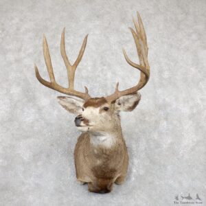 Mule Deer Shoulder Mount For Sale #19455 @ The Taxidermy Store