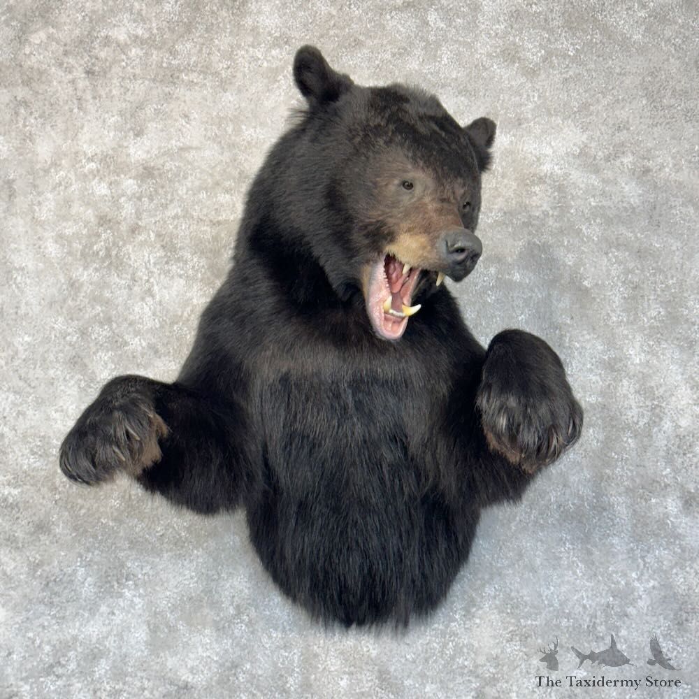 Black Bear 1/2-Life-Size Mount For Sale #29550 @ The Taxidermy Store
